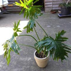 観葉植物  セロ―厶 (ヒトデ カズラ ) 高さ 1m   常緑低木の画像