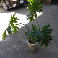 観葉植物  セロ―厶 (ヒトデ カズラ ) 高さ 1m   常緑低木