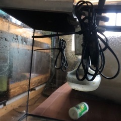 グラテラ6045＋木製1200ゲージ　爬虫類、両生類、猛禽類の画像