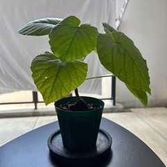 観葉植物　フィカス　ゴムの木