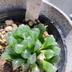 ランキングキーワードに紐づく投稿画像-多肉植物
