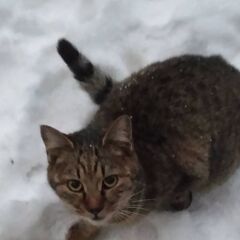 野良猫　里親募集 - 潟上市