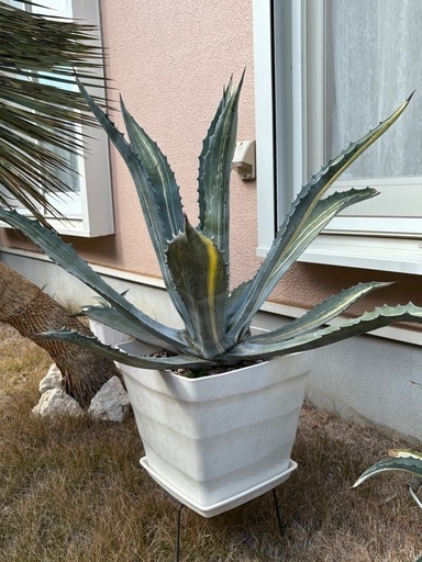 アガベ　アメリカーナ　縞斑入り