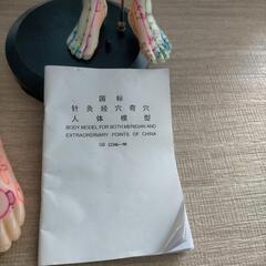 人体. 足ツボ模型　鍼灸　指圧　経穴　経絡 整体 学習　マッサージ 中国製の画像