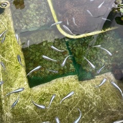 めだか　幹之（みゆき）メダカの画像