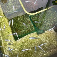 めだか　幹之（みゆき）メダカの画像