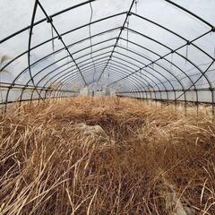 中型ハウスの画像