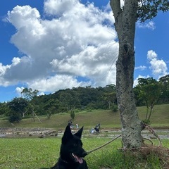 中型MIX犬 1歳女の子🎀