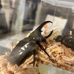 グラントシロカブト幼虫 1頭〜