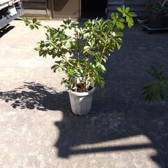 観葉植物   ヤドリフカノキ ( シェフレラ )