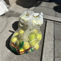 テニスボールの画像