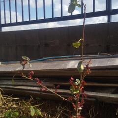 【差し上げます】白いバラの木 50cmぐらい 鉢付き 無料にての画像