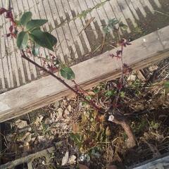 【差し上げます】白いバラの木 50cmぐらい 鉢付き 無料にて