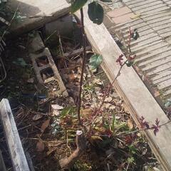 【差し上げます】白いバラの木 50cmぐらい 鉢付き 無料にての画像