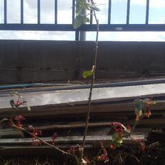 【差し上げます】白いバラの木 50cmぐらい 鉢付き 無料にての画像