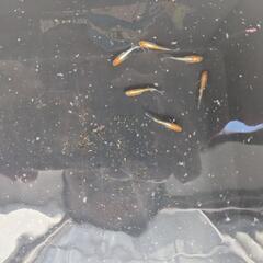 メダカ 紅マドンナ