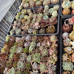 多肉植物
