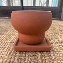 観葉植物　鉢　テラコッタ