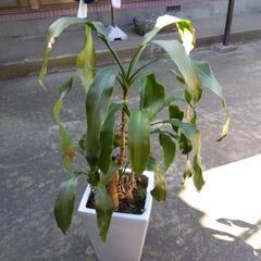 ジャンク品 観葉植物  ドラセナ  高さ 1、1m