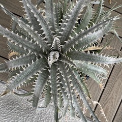 ディッキア　Dyckia 子株付き　鉢こみ　の画像