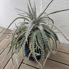 ディッキア　Dyckia 子株付き　鉢こみ　
