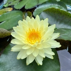 睡蓮　パタラクサの画像