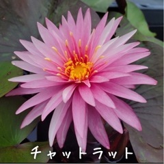 睡蓮　チャットラット