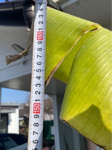 バナナの苗木