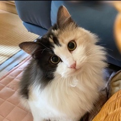 甘えん坊の可愛らしい三毛ちゃん