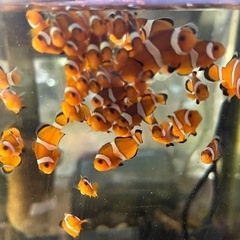 カクレクマノミ