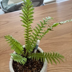 【大事に育てて頂ける方に】　観葉植物　の画像