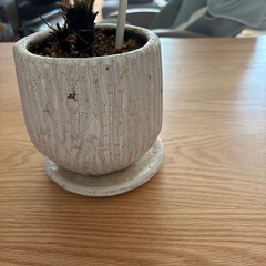 【大事に育てて頂ける方に】　観葉植物　の画像