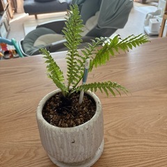 【大事に育てて頂ける方に】　観葉植物　の画像