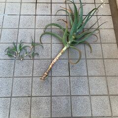 3/16まで！キダチアロエ
