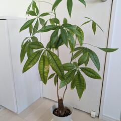 観葉植物　パキラ