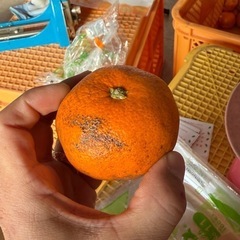 【商品説明必読】【訳あり 】晩生みかん十万品種5キロ1,000円
　