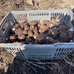 今掘った里芋大量の画像