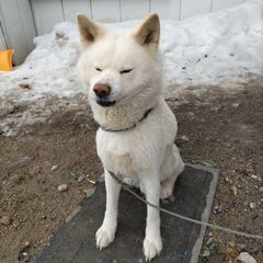 秋田犬 - 函館市
