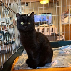 ♡日奈久で猫の譲渡会開催♡