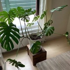 モンステラ　観葉植物　