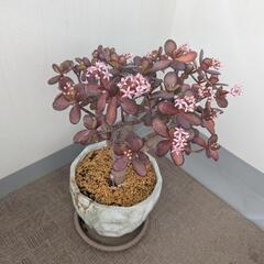 観葉植物　金なる木