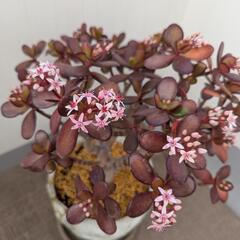 観葉植物　金なる木の画像