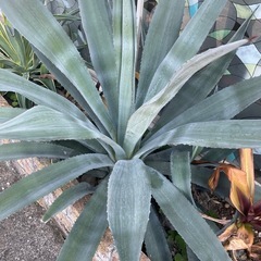【取引完了】3/16まで！Agave tequilana アガベ...