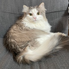 IKEA ゆらゆら椅子の画像