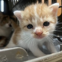 めちゃくちゃ可愛い茶白の子猫ちゃん