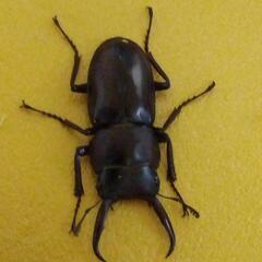 トカラコクワガタ成虫ペア