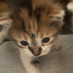 三毛猫子猫ちゃん
