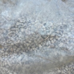 【未開封品】サンゴ砂 20kgの画像