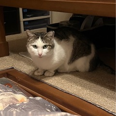 キジシロのともくん - 猫