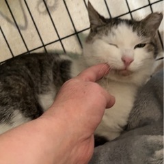 キジシロのともくん − 愛知県